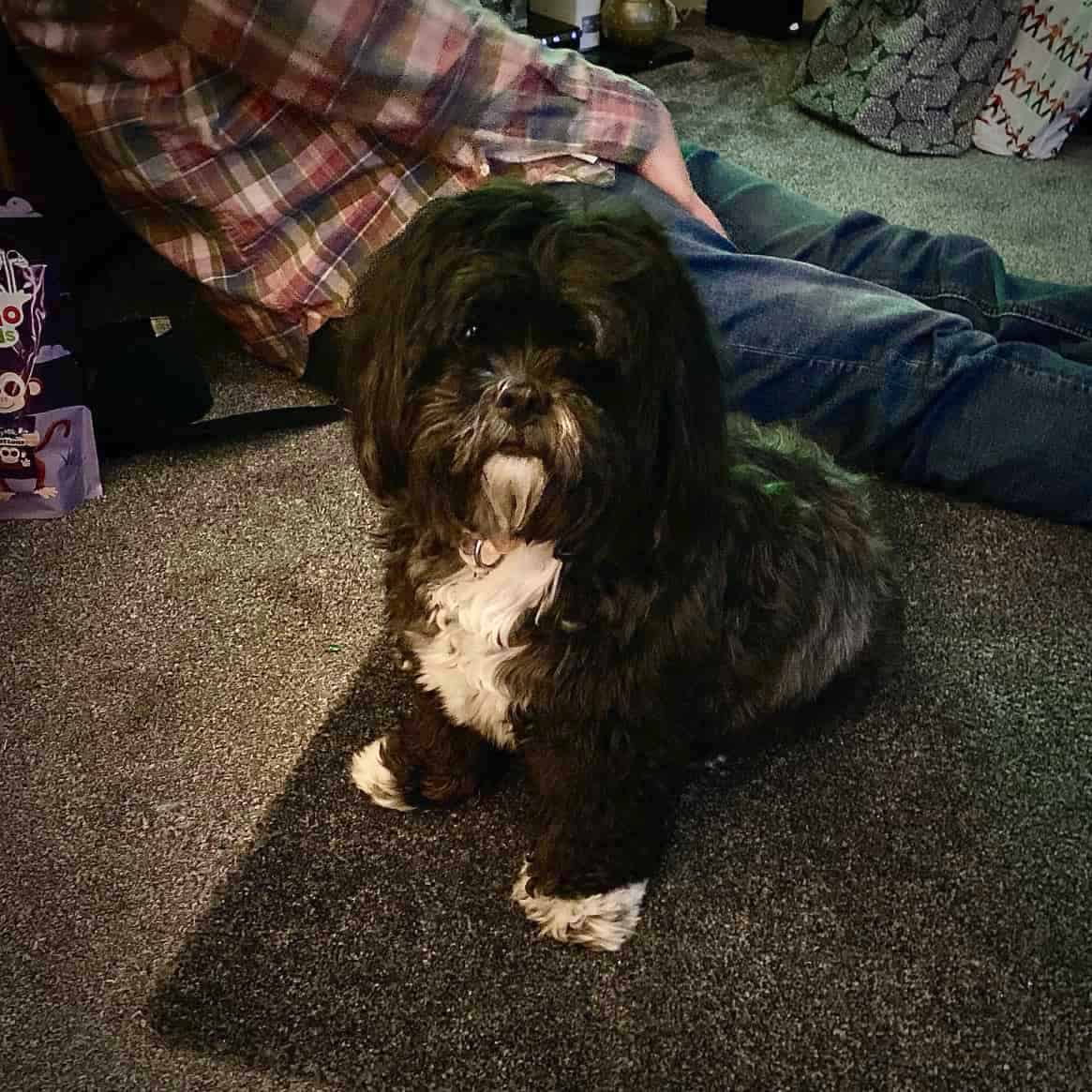 lhasa apso dog