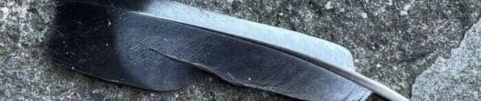 A dark, sleek feather rests on a textured gray surface.